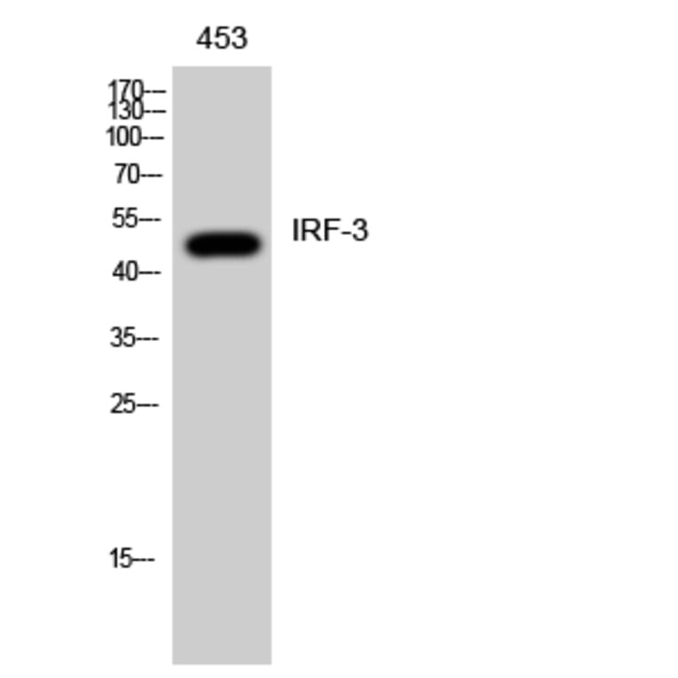 Western blot - IRF-3 Polyclonal Antibody from Signalway Antibody (41074) - Antibodies.com