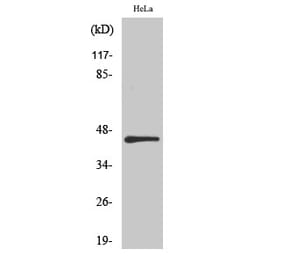 Western blot - IRF-3 Polyclonal Antibody from Signalway Antibody (41075) - Antibodies.com