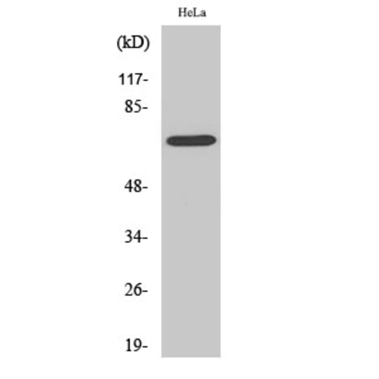 Western blot - Ku-70 Polyclonal Antibody from Signalway Antibody (41095) - Antibodies.com