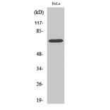 Western blot - Ku-70 Polyclonal Antibody from Signalway Antibody (41095) - Antibodies.com