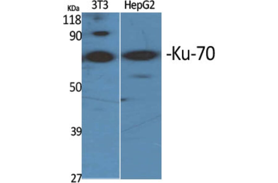 Western blot - Ku-70 Polyclonal Antibody from Signalway Antibody (41095) - Antibodies.com