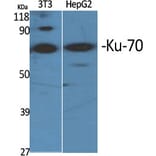 Western blot - Ku-70 Polyclonal Antibody from Signalway Antibody (41095) - Antibodies.com