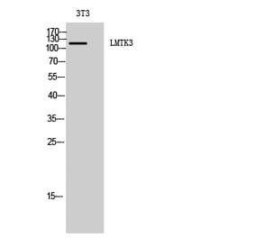 Western blot - LMTK3 Polyclonal Antibody from Signalway Antibody (41109) - Antibodies.com