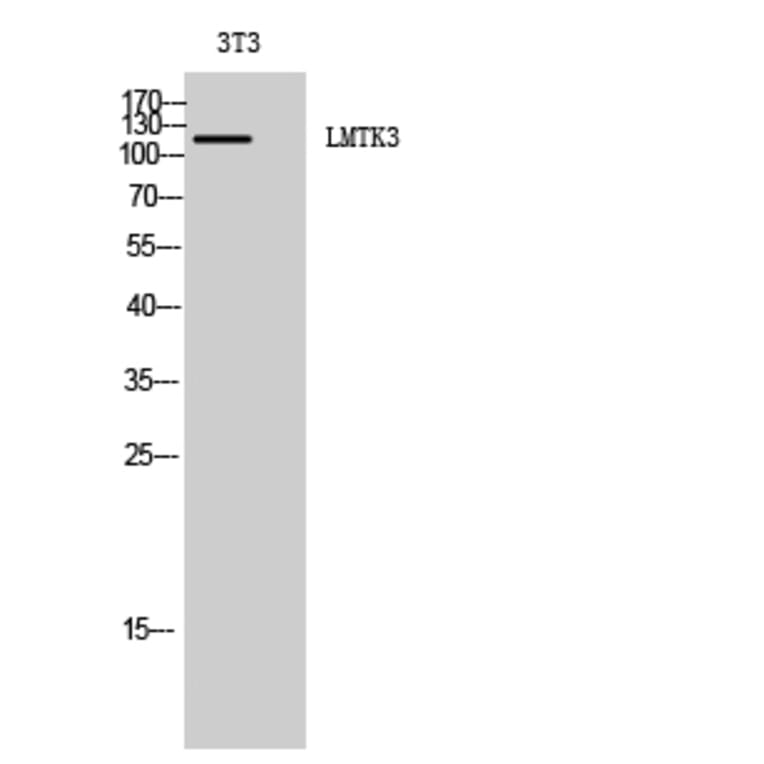 Western blot - LMTK3 Polyclonal Antibody from Signalway Antibody (41109) - Antibodies.com