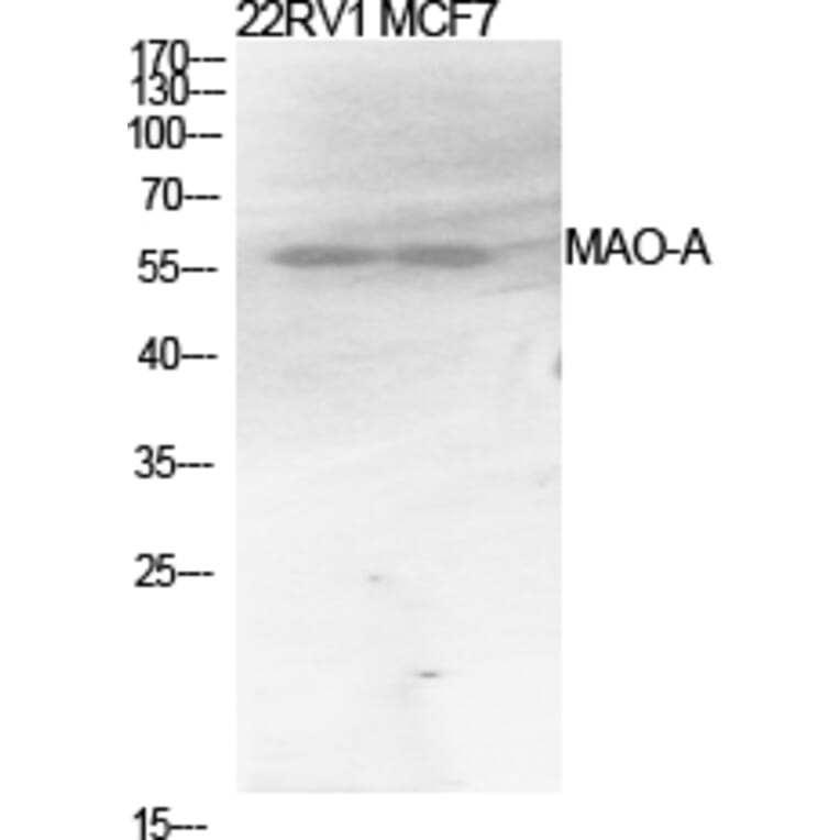 Western blot - MAO-A Polyclonal Antibody from Signalway Antibody (41120) - Antibodies.com