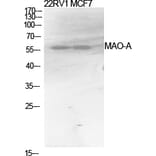 Western blot - MAO-A Polyclonal Antibody from Signalway Antibody (41120) - Antibodies.com