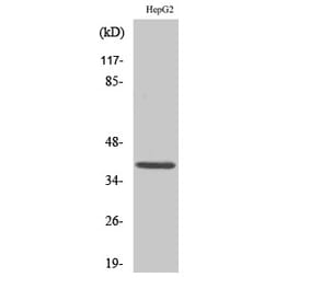 Western blot - Mcl-1 Polyclonal Antibody from Signalway Antibody (41124) - Antibodies.com