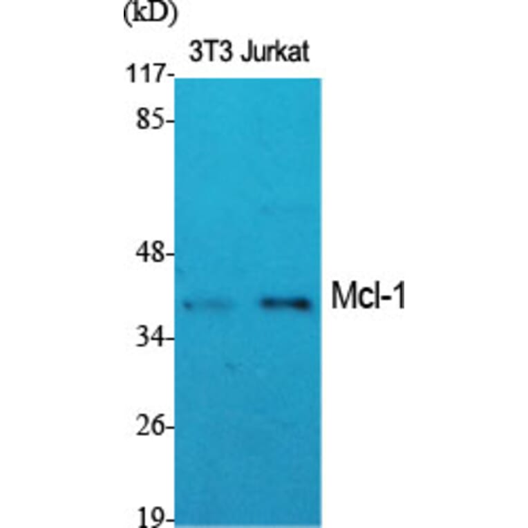 Western blot - Mcl-1 Polyclonal Antibody from Signalway Antibody (41124) - Antibodies.com