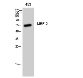 Western blot - MEF-2 Polyclonal Antibody from Signalway Antibody (41129) - Antibodies.com