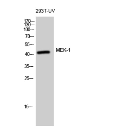 Western blot - MEK-1 Polyclonal Antibody from Signalway Antibody (41133) - Antibodies.com