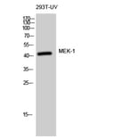 Western blot - MEK-1 Polyclonal Antibody from Signalway Antibody (41133) - Antibodies.com