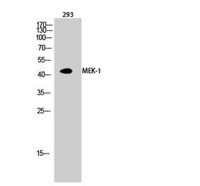 Western blot - MEK-1 Polyclonal Antibody from Signalway Antibody (41135) - Antibodies.com