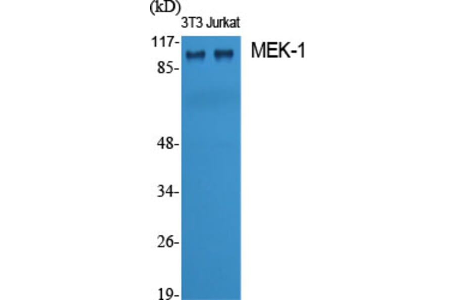 Western blot - MEK-1 Polyclonal Antibody from Signalway Antibody (41135) - Antibodies.com