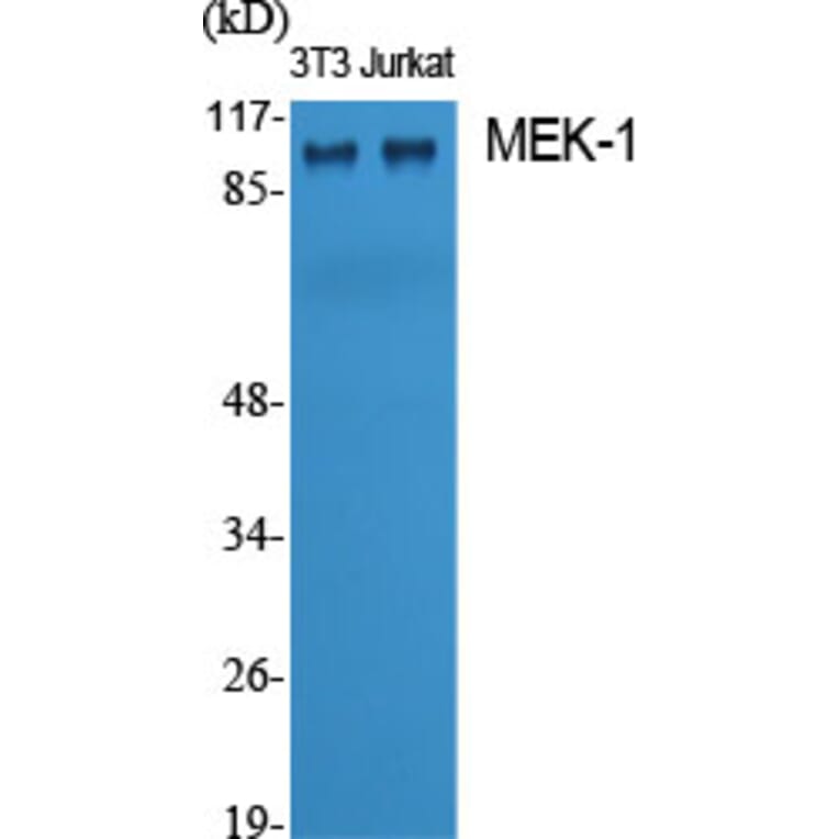 Western blot - MEK-1 Polyclonal Antibody from Signalway Antibody (41135) - Antibodies.com