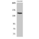 Western blot - MINK1 Polyclonal Antibody from Signalway Antibody (41144) - Antibodies.com