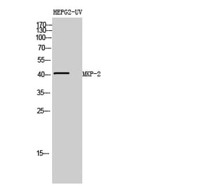 Western blot - MKP-2 Polyclonal Antibody from Signalway Antibody (41148) - Antibodies.com