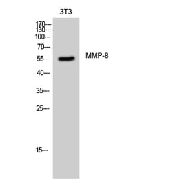 Western blot - MMP-8 Polyclonal Antibody from Signalway Antibody (41157) - Antibodies.com