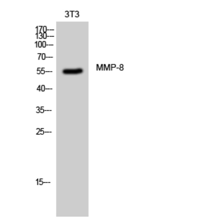 Western blot - MMP-8 Polyclonal Antibody from Signalway Antibody (41157) - Antibodies.com