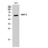 Western blot - MMP-8 Polyclonal Antibody from Signalway Antibody (41157) - Antibodies.com