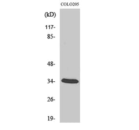 Western blot - MOX-2 Polyclonal Antibody from Signalway Antibody (41164) - Antibodies.com