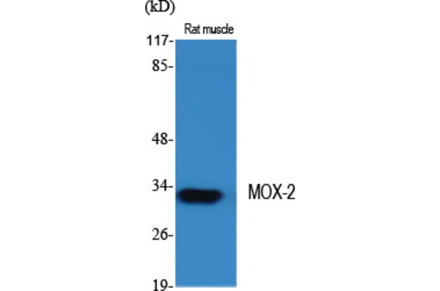 Western blot - MOX-2 Polyclonal Antibody from Signalway Antibody (41164) - Antibodies.com