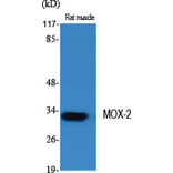 Western blot - MOX-2 Polyclonal Antibody from Signalway Antibody (41164) - Antibodies.com