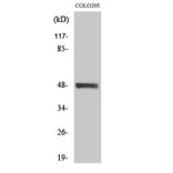 Western blot - MST-3 Polyclonal Antibody from Signalway Antibody (41185) - Antibodies.com