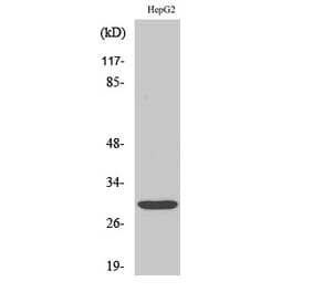 Western blot - Myf-6 Polyclonal Antibody from Signalway Antibody (41192) - Antibodies.com