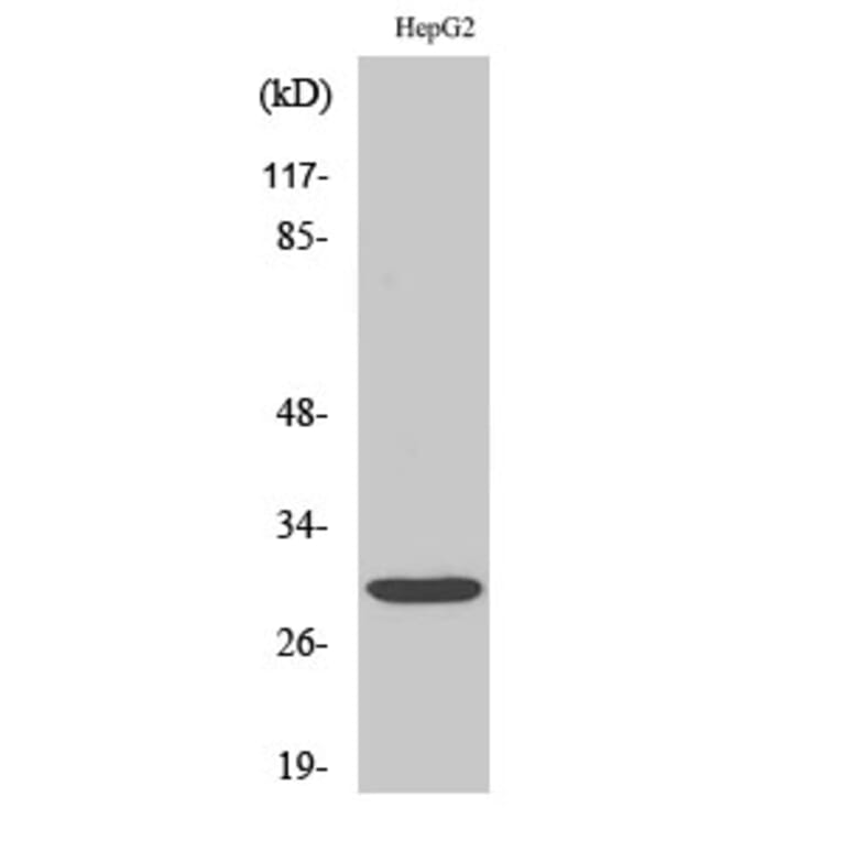 Western blot - Myf-6 Polyclonal Antibody from Signalway Antibody (41192) - Antibodies.com