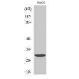 Western blot - Myf-6 Polyclonal Antibody from Signalway Antibody (41192) - Antibodies.com