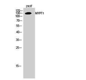 Western blot - MYPT1 Polyclonal Antibody from Signalway Antibody (41196) - Antibodies.com