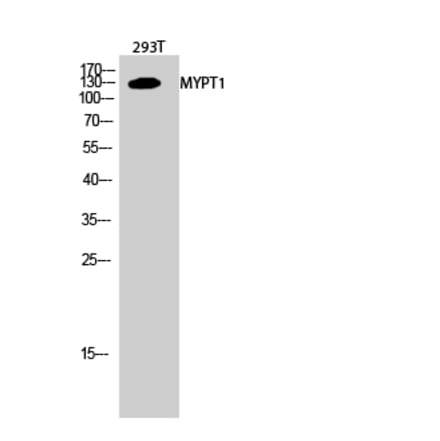 Western blot - MYPT1 Polyclonal Antibody from Signalway Antibody (41196) - Antibodies.com
