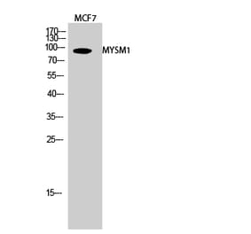 Western blot - MYSM1 Polyclonal Antibody from Signalway Antibody (41197) - Antibodies.com