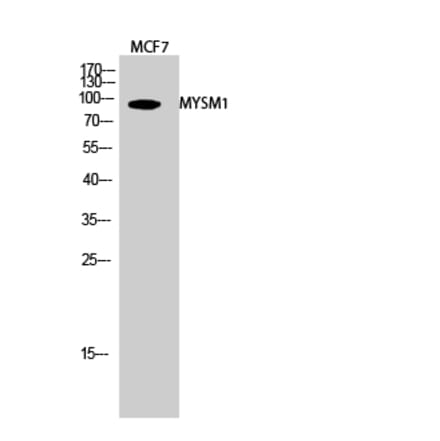 Western blot - MYSM1 Polyclonal Antibody from Signalway Antibody (41197) - Antibodies.com