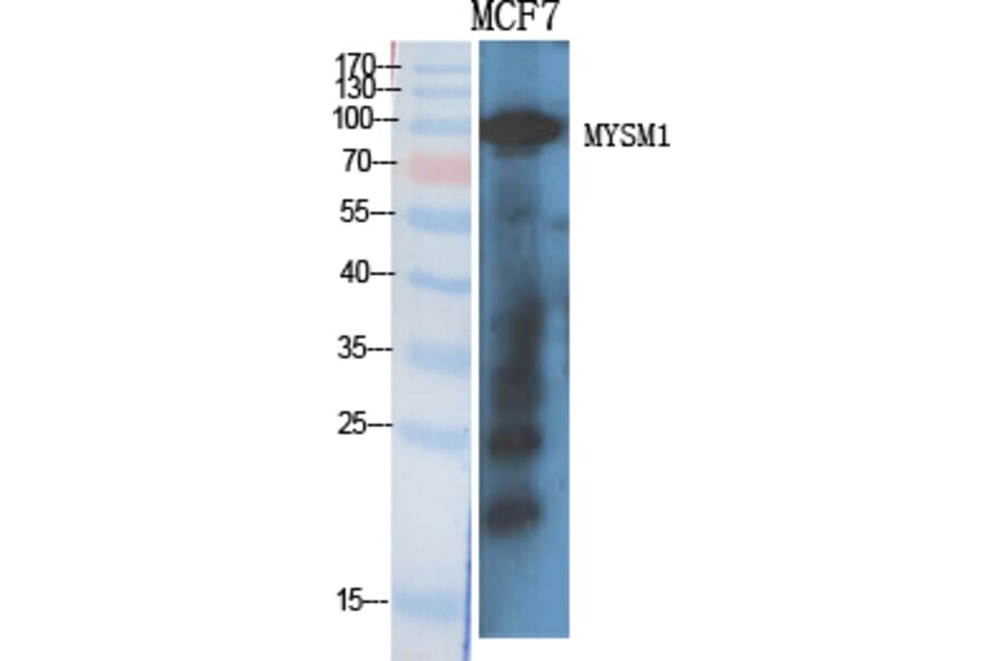 Western blot - MYSM1 Polyclonal Antibody from Signalway Antibody (41197) - Antibodies.com