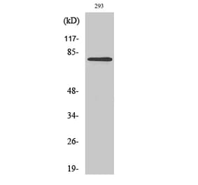 Western blot - MZF-1 Polyclonal Antibody from Signalway Antibody (41198) - Antibodies.com