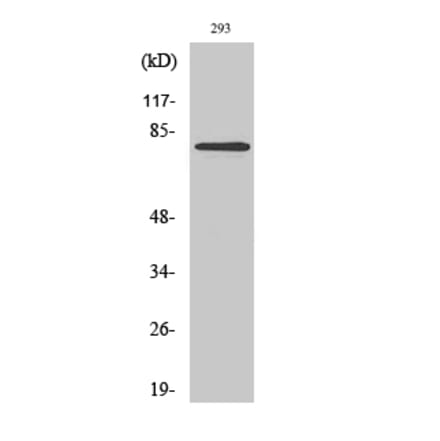 Western blot - MZF-1 Polyclonal Antibody from Signalway Antibody (41198) - Antibodies.com