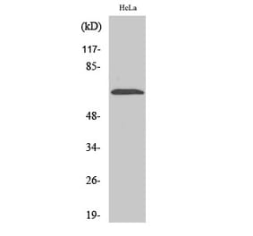 Western blot - NEIL3 Polyclonal Antibody from Signalway Antibody (41212) - Antibodies.com