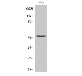 Western blot - NF-YC Polyclonal Antibody from Signalway Antibody (41223) - Antibodies.com
