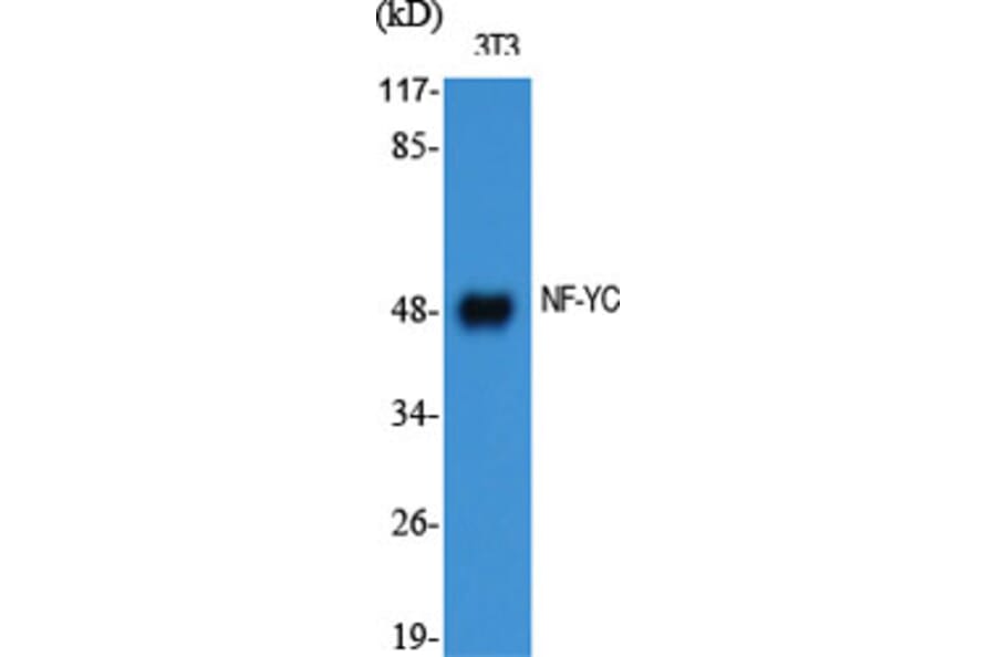 Western blot - NF-YC Polyclonal Antibody from Signalway Antibody (41223) - Antibodies.com