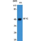 Western blot - NF-YC Polyclonal Antibody from Signalway Antibody (41223) - Antibodies.com