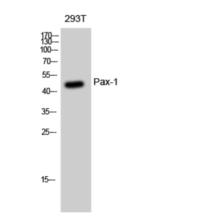 Western blot - Pax-1 Polyclonal Antibody from Signalway Antibody (41322) - Antibodies.com