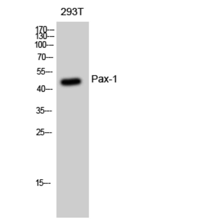 Western blot - Pax-1 Polyclonal Antibody from Signalway Antibody (41322) - Antibodies.com