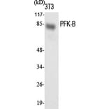 Western blot - PFK-B Polyclonal Antibody from Signalway Antibody (41333) - Antibodies.com