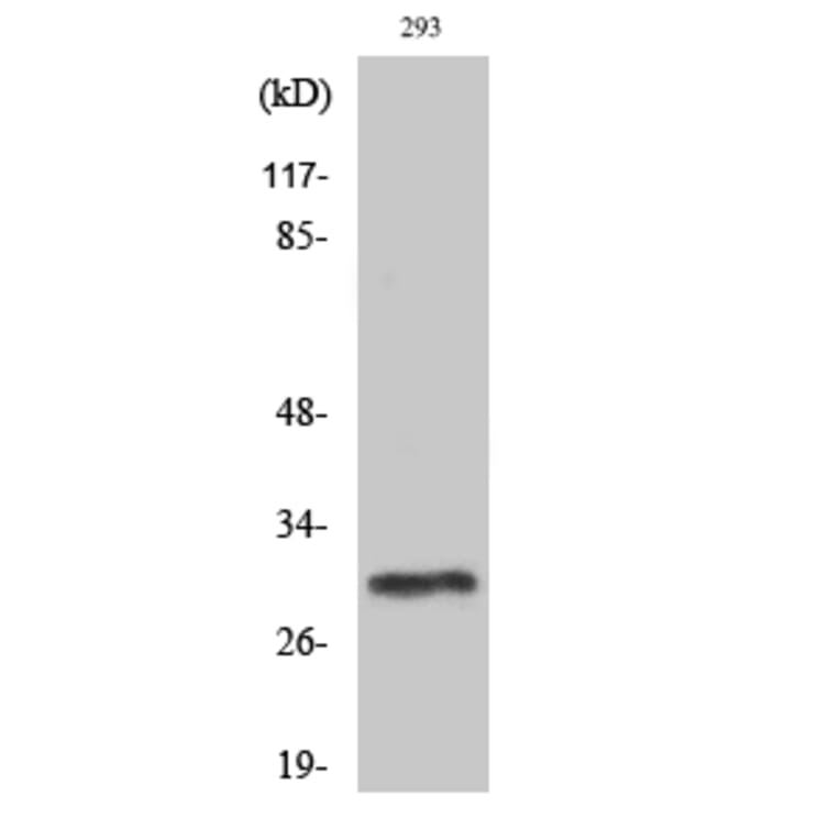 Western blot - PIG-X Polyclonal Antibody from Signalway Antibody (41344) - Antibodies.com