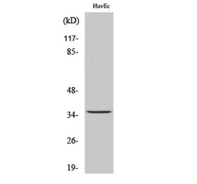 Western blot - RECS1 Polyclonal Antibody from Signalway Antibody (41391) - Antibodies.com