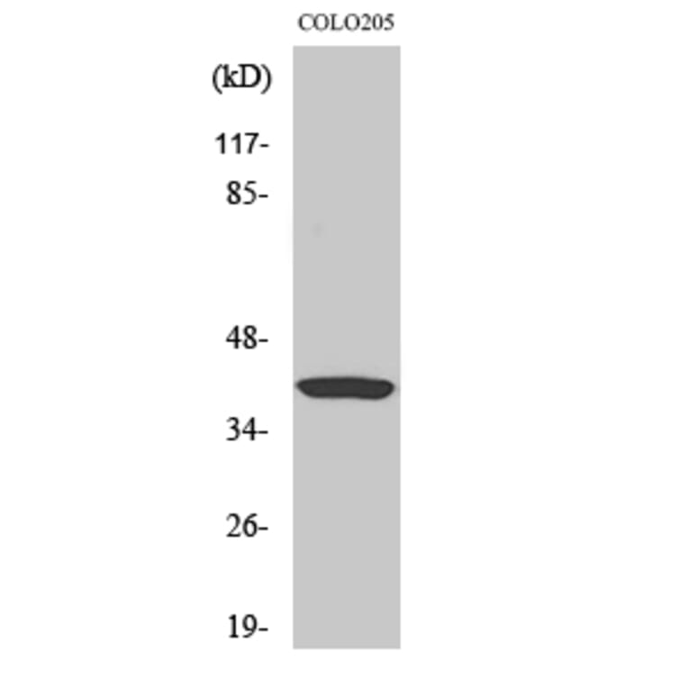 Western blot - Ref-1 Polyclonal Antibody from Signalway Antibody (41392) - Antibodies.com