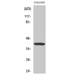 Western blot - Ref-1 Polyclonal Antibody from Signalway Antibody (41392) - Antibodies.com