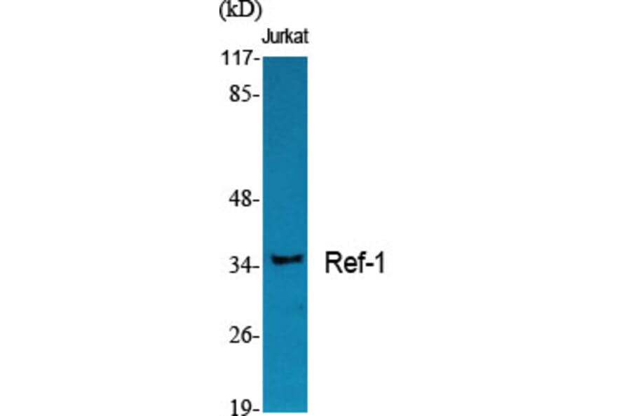 Western blot - Ref-1 Polyclonal Antibody from Signalway Antibody (41392) - Antibodies.com