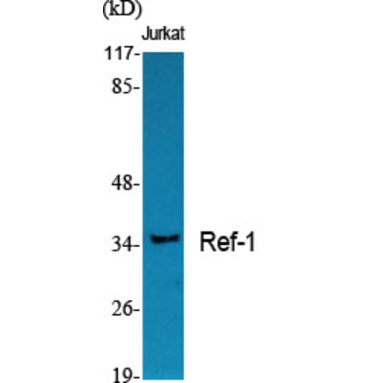 Western blot - Ref-1 Polyclonal Antibody from Signalway Antibody (41392) - Antibodies.com